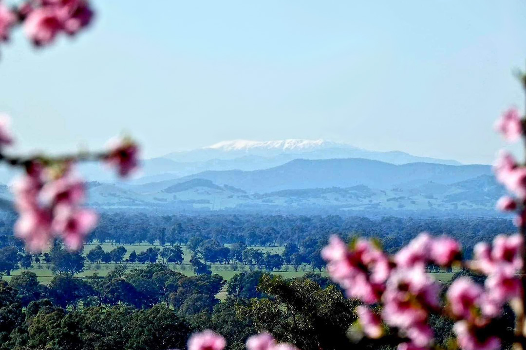 A snow capped mountain framed by pink cherry blossoms