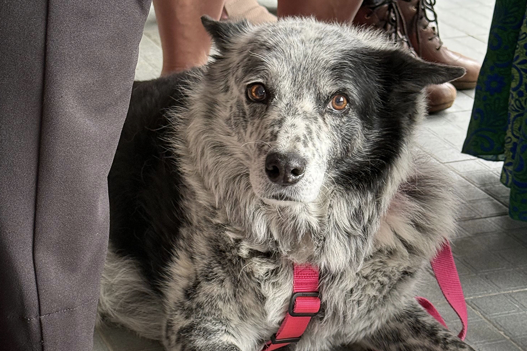A grey and black dog with a pink coloured harness