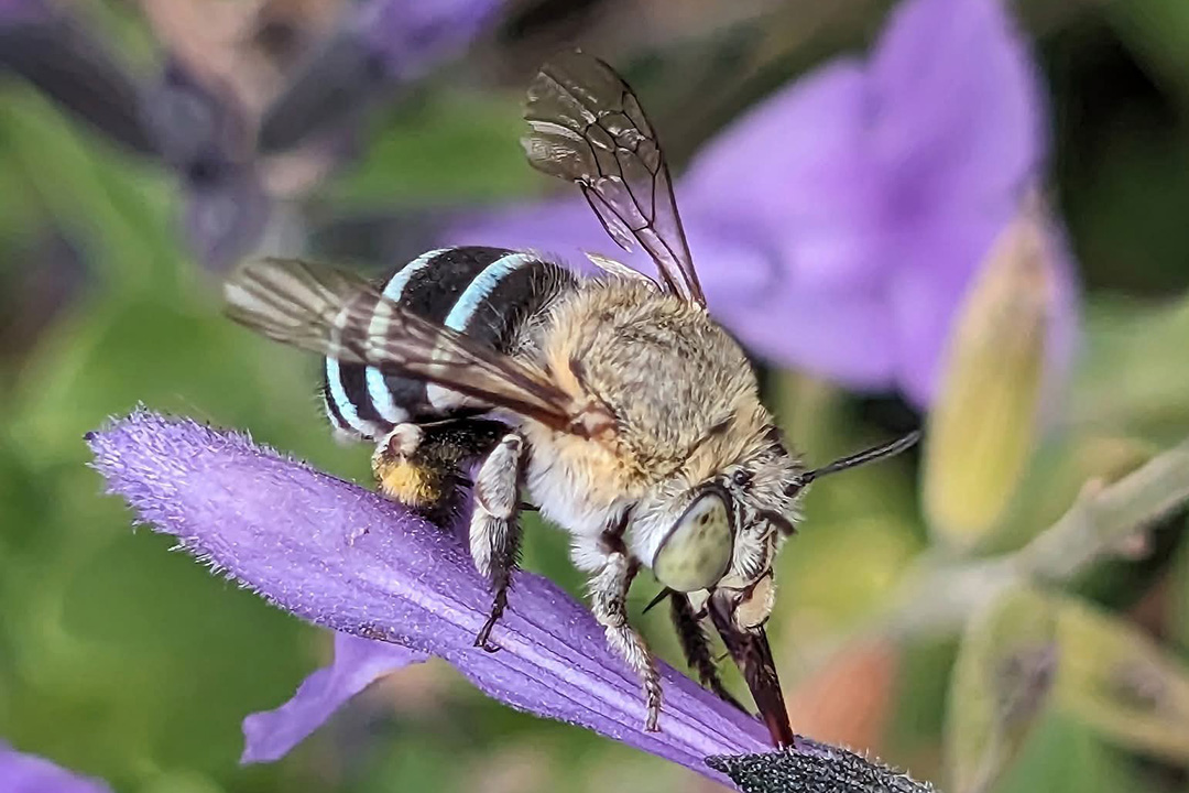 A very close up photo of a bee on a purple flower petal