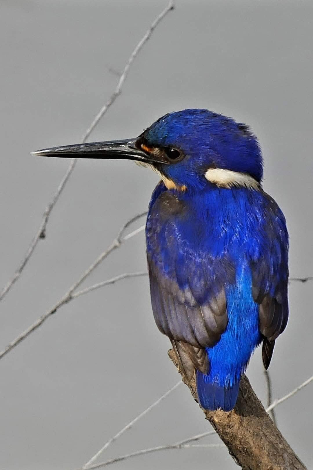 A blue kingfisher bird sitting on a branch